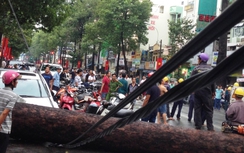 TP.HCM: Cây cổ thụ bật gốc khiến nam thanh niên cấp cứu