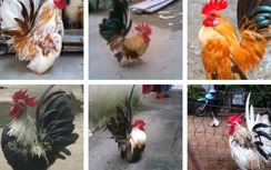 Kiếm tiền tỉ, Hoài Linh vẫn thích trồng rau sạch, nuôi gà