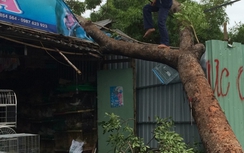 Mặc áo mưa dưới gốc cây, người đàn ông suýt bị cây đè chết