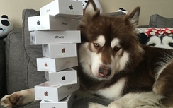 Đại thiếu gia Trung Quốc tặng cún cưng... 8 chiếc iPhone 7