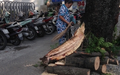 TP.HCM: Cây bất ngờ gẫy cành, 3 người bị thương