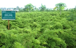 Traphaco: Bước đột phá trên con đường tăng trưởng xanh