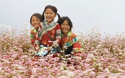 Tin mới lễ hội hoa tam giác mạch tỉnh Hà Giang 2016