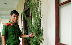 Phá huỷ cây cần sa trồng lén trong rẫy mía