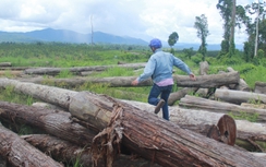 Côn đồ xông vào trạm bảo vệ rừng chém một cán bộ tử vong