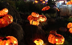 Ngắm vườn hoa đăng bí ngô độc đáo ở Sài Gòn