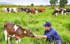 Vinamilk đạt chứng nhận trang trại bò sữa Organic đầu tiên tại Việt Nam