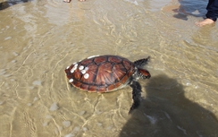 Thả đồi mồi quý hiếm về với biển