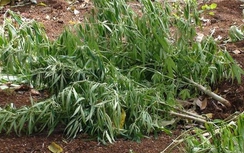 Bình Thuận: Bắt quả tang đối tượng trồng cần sa tại nhà