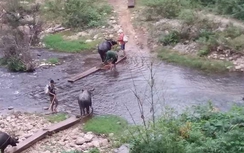 Nghệ An: Ngang nhiên dùng trâu kéo gỗ lậu ra khỏi rừng