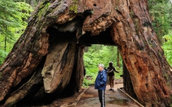 Cây đường hầm nổi tiếng của Mỹ bị bão quật ngã