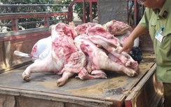 Ngăn chặn gần 260kg heo thối chuẩn bị tuồn ra thị trường