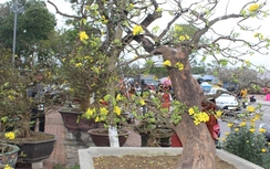 Soi "lão" hoàng mai 1 tỷ đồng tại chợ hoa Xuân cố đô Huế