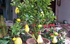 Săn phật thủ, bưởi phật thủ bạc triệu chơi Tết tại Quảng Trị