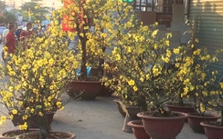 TP.HCM: Nhiều loại hoa ế ẩm do khách canh giờ G mua giá rẻ?