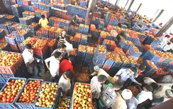 Hà Nội sắp có chợ đầu mối 250 triệu USD bán thực phẩm sạch