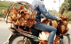 Dịch cúm gia cầm A/H7N9 tiến sát biên giới: Họp khẩn tại Lạng Sơn