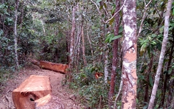 Kỷ luật nhóm cán bộ dựng chuyện lâm tặc cướp gỗ ở Gia Lai