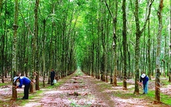 Begimexco chia cổ tức 2016 đạt 25%