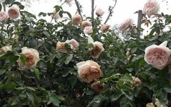 Tin mới lễ hội hoa hồng Bulgaria: Chấn chỉnh tình trạng lộn xộn