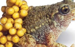 Ngộ độc vì ăn nhầm trứng cóc, 2 học sinh tử vong