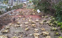 6 người ngộ độc vì hàng xóm phun thuốc diệt cỏ vào rau