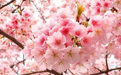 Từ 21/3, triển lãm hoa anh đào tại Bắc Ninh