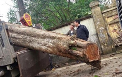 Cây sưa 200 tuổi ở Bắc Ninh giá 26 tỷ đồng đắt hay rẻ?