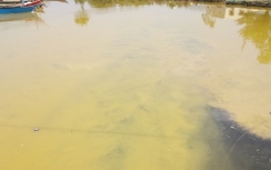 Xác định tác nhân gây “vệt nước vàng” ở vùng biển Chân Mây