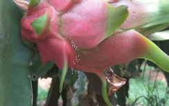 Hoa Ưu Đàm “3.000” năm nở trên trái thanh long chín đỏ