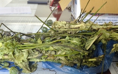 Mở phòng chẩn trị y học cổ truyền bán cây, quả thuốc phiện