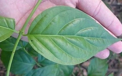 Con hái lá ngón bỏ vào rau, cả nhà ngộ độc, 2 người chết