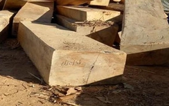 Kỷ luật cán bộ để mất rừng ở Kon Tum