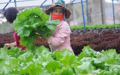 Vingroup ký hợp tác với 500 hộ sản xuất rau, nấm, trái cây