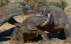 Chơi công viên, du khách Singapore bị rồng Komodo đớp vào chân