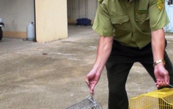 Gặp kiểm lâm, nhóm người buôn bán động vật hoang dã chạy tán loạn