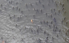 Cá nổi dày đặc ở kênh Nhiêu Lộc - Thị Nghè