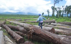 Tiếng súng bất thường khi truy quét lâm tặc: Chưa xác định được!