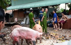 Huy động hàng chục xe cứu hỏa giải cứu đàn heo