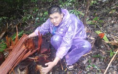 Rừng Gia Lai tiếp tục bị lâm tặc triệt hạ