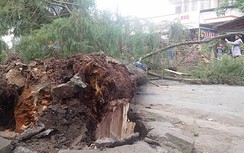 Cây cổ thụ bật gốc đè bẹp 2 xe máy