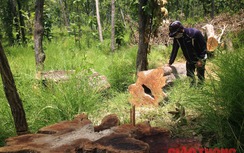 Chùm ảnh: Rừng phòng hộ Buôn Đôn bị lâm tặc "xẻ thịt"