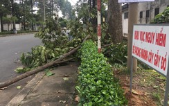 Nữ công nhân nguy kịch khi đang ăn bánh mì dưới gốc cây