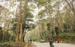 Săng lẻ trị nấm ngoài da