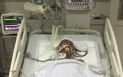 Nằm bất tỉnh bên vệ đường sau khi truy đuổi cẩu tặc