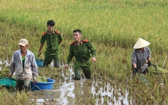 Công an Quảng Trị xuống đồng gặt lúa giúp dân