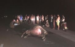 Đâm trúng trâu giữa đêm, nam thanh niên thiệt mạng