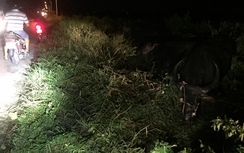 Thanh niên chấn thương nặng vì đụng trâu băng ngang đường