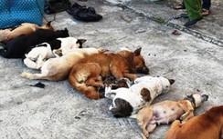 Hà Nội: Trộm chó, 1 người bị đâm chết tại chỗ