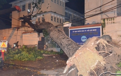 Cây cổ thụ bật gốc đè nát tường trường Đại học Sài Gòn